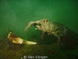 Monterey Bay, crab going after starfish. by Alex Klingen 